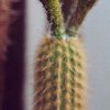 Haageocereus_elegans